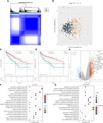 Identification of an amino acid metabolism-associated gene signature predicting the prognosis and immune therapy response of clear cell renal cell carcinoma